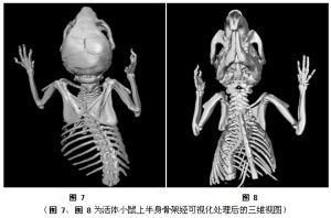 圖 7、圖 8為活體小鼠上半身骨架經可視化處理後的三維視圖