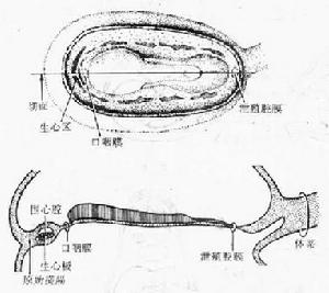 脊索前