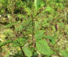 Cotinus coggygria Scop.  黃櫨