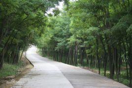 大村村[雲南昆明市五華區沙朗鄉下轄村]