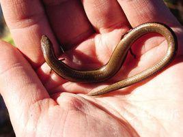 黃腹三趾蜥蜴 黃腹三趾蜥蜴