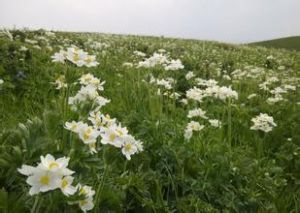 天山銀蓮花