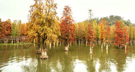 浙江青山湖國家級森林公園