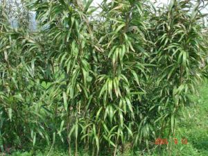 斑籜茶竿竹