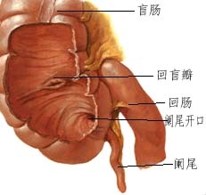 闌尾寄生蟲病