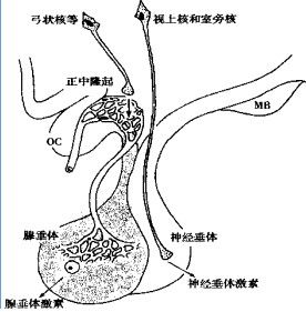 腺垂體（左下）