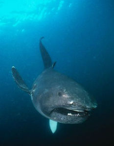 巨口鯊