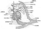 靶樣含鐵血黃素沉積性血管瘤