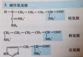 鹼性胺基酸