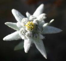 Edelweiss