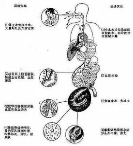 腸道易激綜合徵