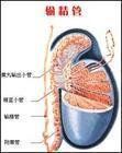 輸精管造影