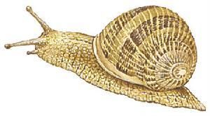 玉黍螺