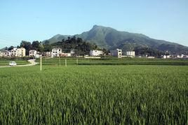 板橋村[雲南省曲靖市陸良縣板橋鎮板橋村]