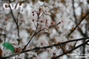 中國數字植物標本館