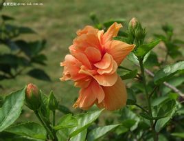 木芙蓉呂本中