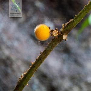 毛果組[茄科茄屬植物]