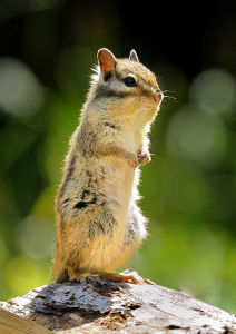 Mountain weasel