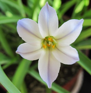 Ipheion uniflorum 'Wisley Blue'