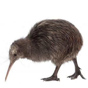kiwi鳥