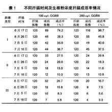 不同扦插時間及生根粉濃度扦插成活率情況