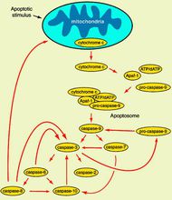 細胞色素釋放引起的凋亡