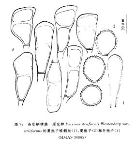 條形柄鏽菌 原變種