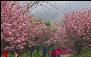 櫻花爛漫