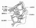 隔頜骨