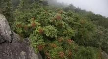 黃山花楸