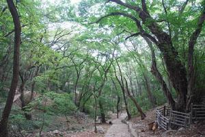 安徽皇藏峪國家森林公園