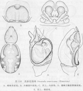 美新肥腹蛛