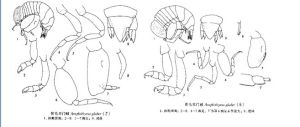 貧毛雙門戎