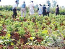 松華鄉“十里香茶&#39;保護基地