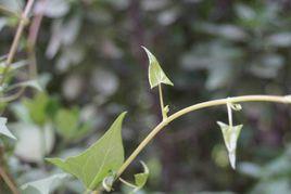 何首烏葉[蓼目蓼科植物]