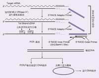 RACE技術