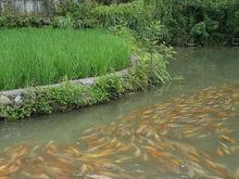 稻田養魚