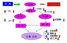 γ-氨基丁酸