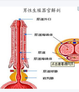 生殖器官