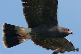 蝸鳶沼澤亞種