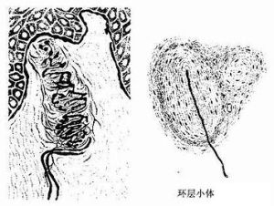 被囊神經末梢