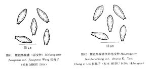 梭孢黑腹菌倒卵孢變種