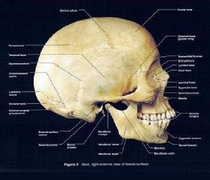 顱骨側面觀