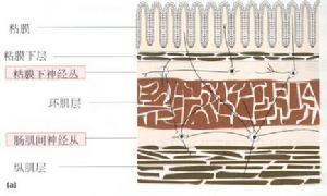 胃腸動力檢查學