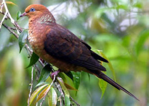 棕頭鵑鳩（小赤鵑鳩）