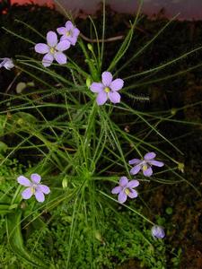 （圖）亞麻花腺毛草