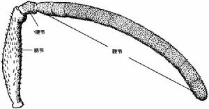 觸角的構造