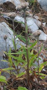 帚狀風毛菊