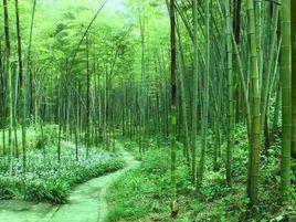 朝陽鄉[四川省達州市大竹縣轄鄉]