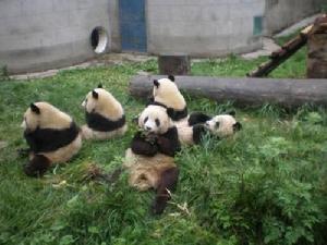 成都大熊貓生態園旅遊